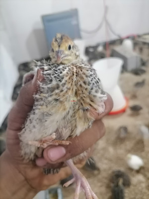 بلدرچين نژاد سنگین 22روزه نر ماده مشخص