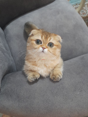 فروش  گربه اسکاتیش فولد ماده