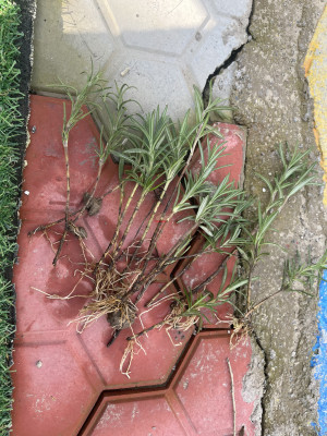 فروش قلمه های: رزماری استخودوس مریم گلی به لیمو برگ بو گل گاوزبان گل محمدی اویشن