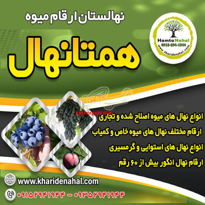 فروش انواع نهال میوه اصلاح شده