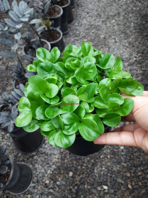 فروش سبزه نارنج 1405