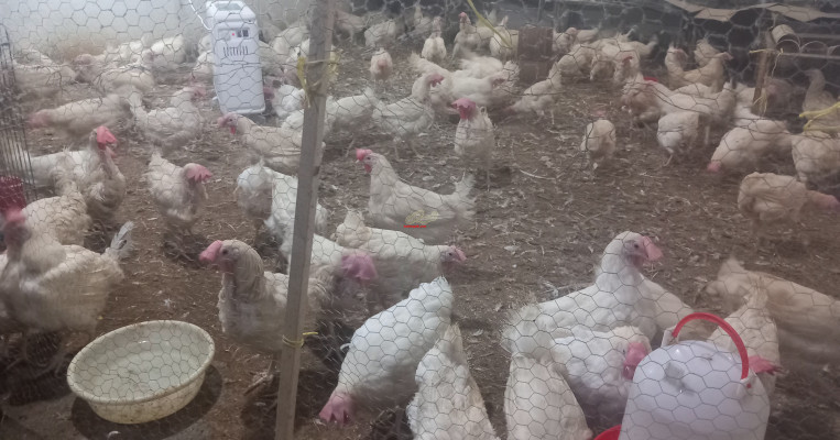 فروش مرغ هلندی تخم گذار